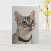 猫の生意気な謝罪 誕生日 カード (黄色い花)