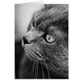 猫の白黒ポートレート-カード