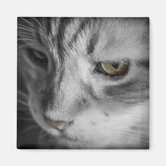 猫の白黒写真 マグネット (正面)