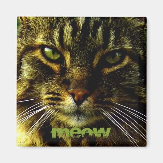 猫の目の催眠写真 マグネット (正面)