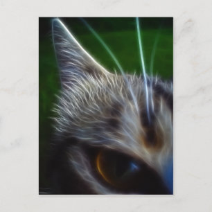 猫の目の写真撮影 ポストカード