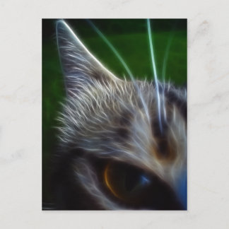 猫の目の写真撮影 ポストカード