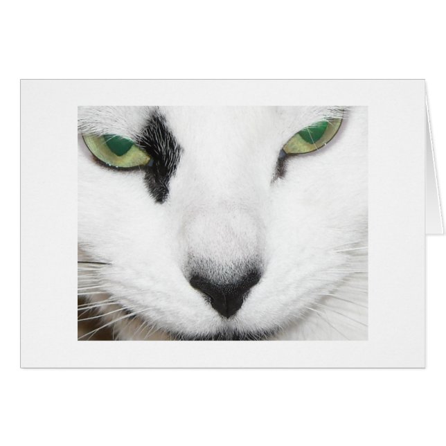 猫の目 (正面横)