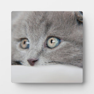 猫の目 フォトプラーク
