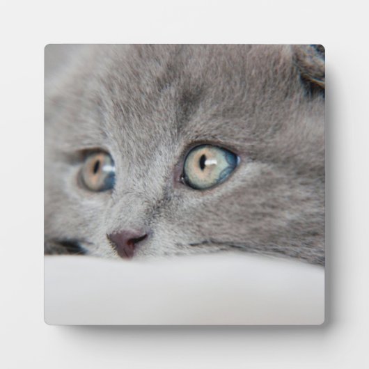 猫の目 フォトプラーク (正面)