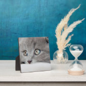 猫の目 フォトプラーク (インサイチュ)