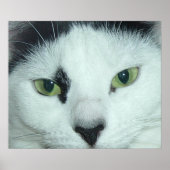 猫の目 ポスター (正面)