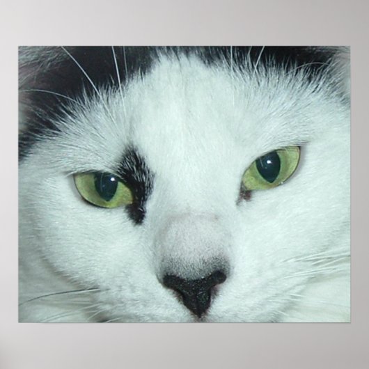 猫の目 ポスター (正面)