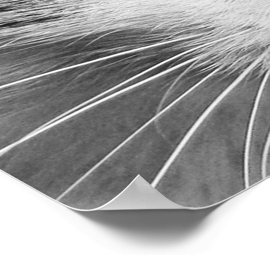 猫の目 ポスター (角)