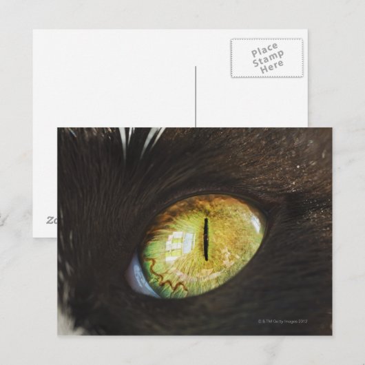猫の目 ポストカード (正面/裏面)