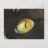 猫の目 ポストカード (正面)