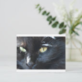 猫の眼差し ポストカード (スタンド正面)