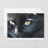 猫の眼差し ポストカード (正面/裏面)