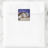 猫の紙バッグ スクエアシール (バッグ)