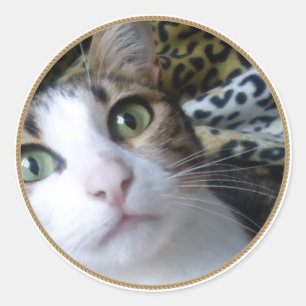 猫の緑の目-丸いシール ラウンドシール