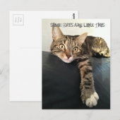 猫の色リラックス写真 ポストカード (正面/裏面)