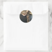 猫の色リラックス写真 ラウンドシール (バッグ)
