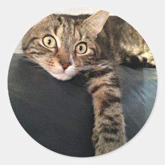 猫の色リラックス写真 ラウンドシール