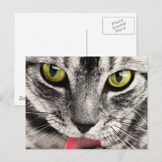 猫の表情 ポストカード (正面/裏面)