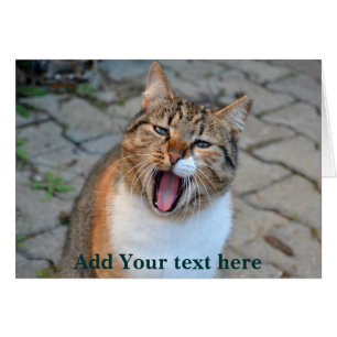 猫の話すこと