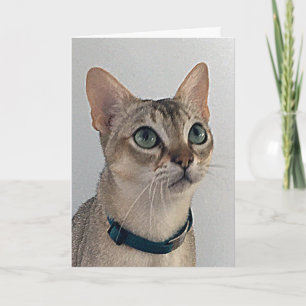 猫の謝罪バースデー カード