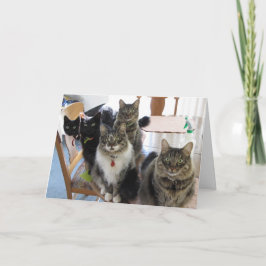 猫の集団卒業カード カード