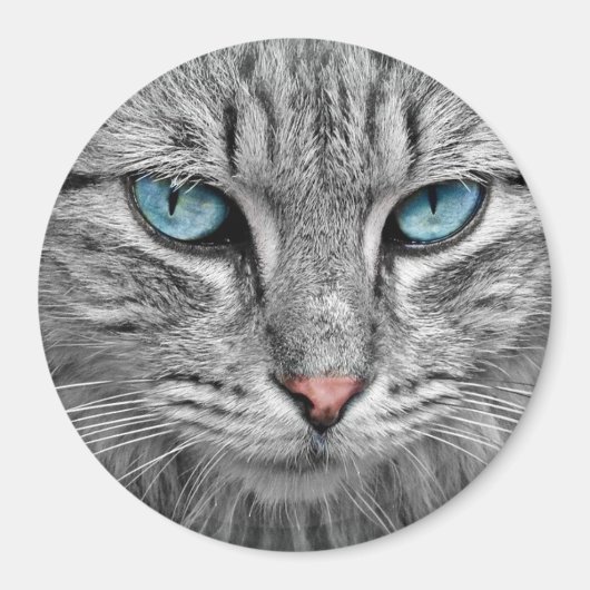 猫の青い目 マグネット (正面)