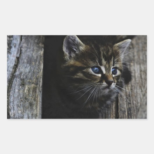 猫の青い目 長方形シール (正面)