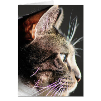 猫の頭部、プロフィール