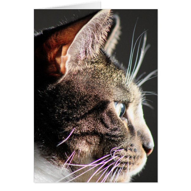 猫の頭部、プロフィール (正面)