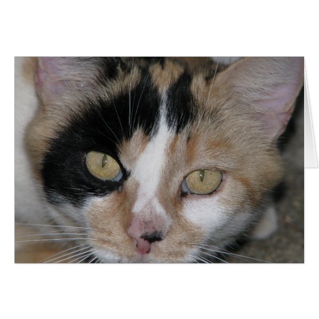 猫の顔 (正面横)