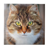 猫の顔 タイル (正面)