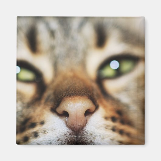 猫の顔 マグネット (正面)