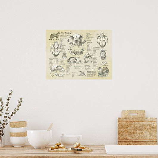 猫の骨格スカルの骨の解剖図 ポスター (キッチン)