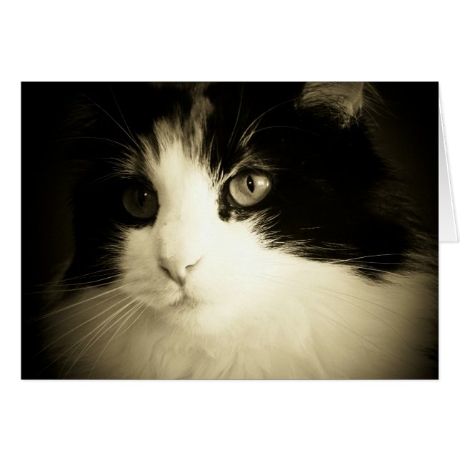 猫の鳴き声カードで私がありました (正面横)