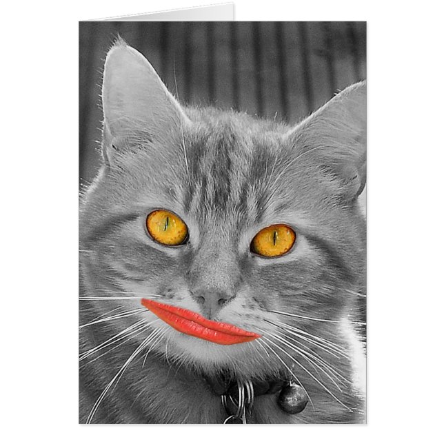 猫の鳴き声 (正面)