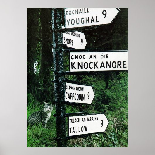 猫の9マイルのポスター ポスター (正面)