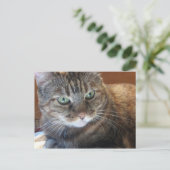 猫はがき ポストカード (スタンド正面)