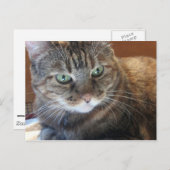 猫はがき ポストカード (正面/裏面)