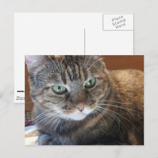 猫はがき ポストカード (正面/裏面)