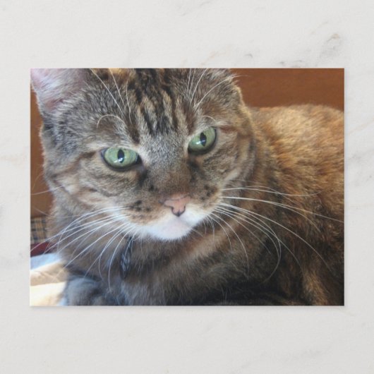 猫はがき ポストカード (正面)