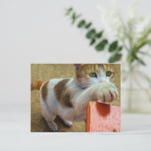 猫はがき ポストカード (スタンド正面)