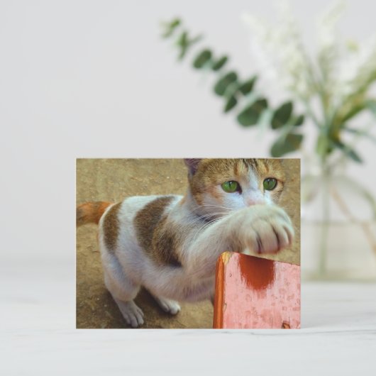 猫はがき ポストカード (スタンド正面)
