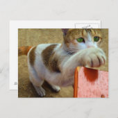 猫はがき ポストカード (正面/裏面)