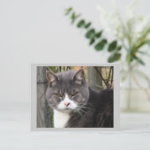 猫はがき ポストカード (スタンド正面)