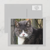 猫はがき ポストカード (正面/裏面)