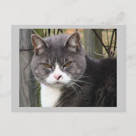 猫はがき ポストカード (正面)