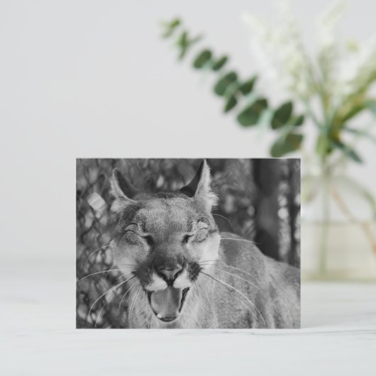 猫はがき（笑） ポストカード (スタンド正面)