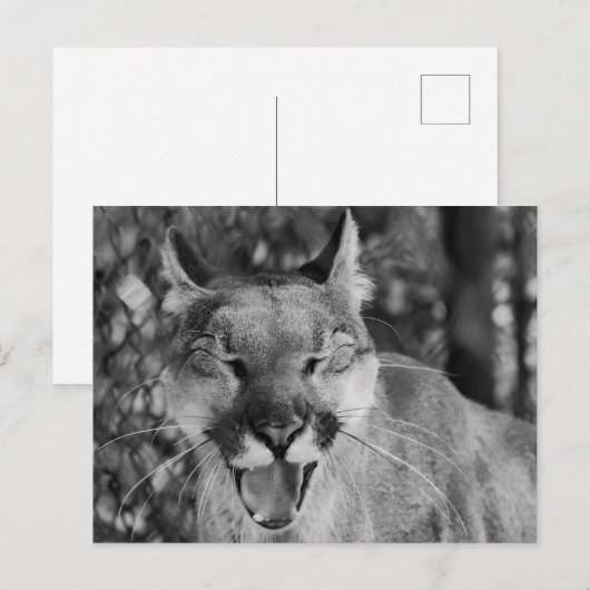 猫はがき（笑） ポストカード (正面/裏面)