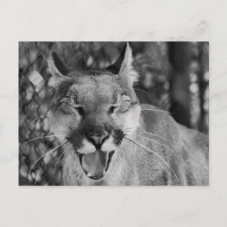 猫はがき（笑） ポストカード